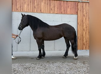 Nórico, Yegua, 7 años, 163 cm, Negro