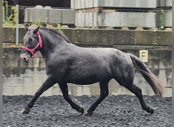 Nórico, Yegua, 7 años