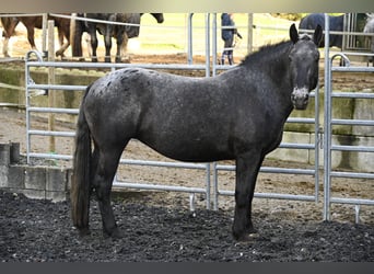 Nórico, Yegua, 7 años