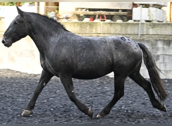 Nórico, Yegua, 7 años