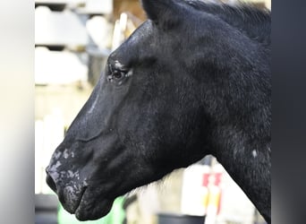 Nórico, Yegua, 7 años