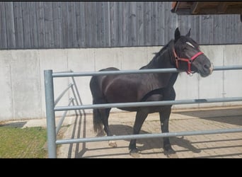 Nórico, Yegua, 7 años, Negro