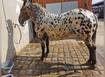 Nórico, Yegua, 8 años, Atigrado/Moteado