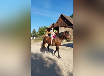Nórico, Yegua, 8 años