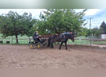 Nórico, Yegua, 8 años