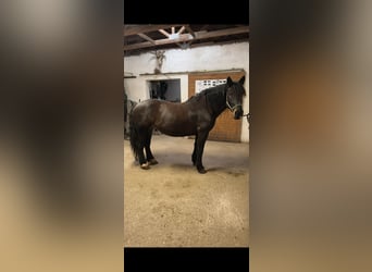 Nórico, Yegua, 9 años, 158 cm, Castaño oscuro