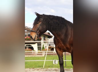 Nórico, Yegua, 9 años, 160 cm, Castaño