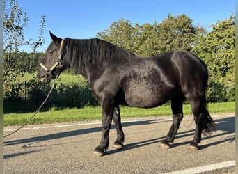 Nórico, Yegua, 9 años, 167 cm, Negro