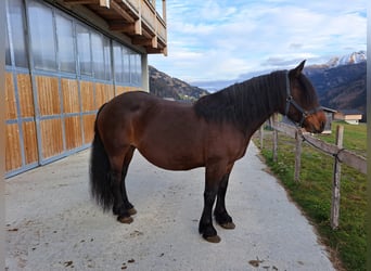 Nórico, Yegua, 9 años