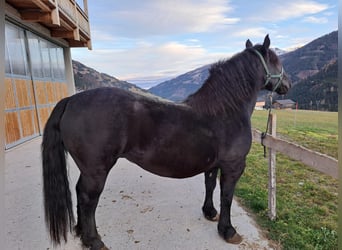 Nórico, Yegua, 9 años