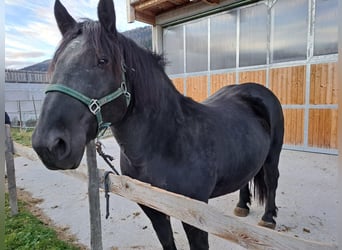 Nórico, Yegua, 9 años