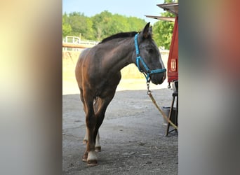 Nórico, Yegua, Potro (05/2025)