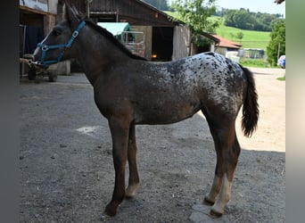 Nórico, Yegua, Potro (05/2025)