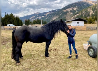 Noriker, Étalon, 14 Ans, 168 cm