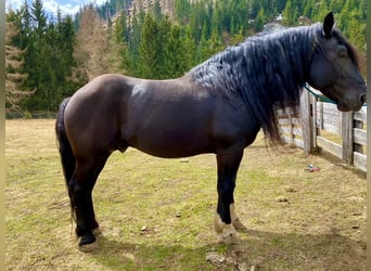Noriker, Étalon, 14 Ans, 168 cm