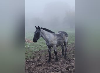 Noriker, Étalon, 1 Année, 120 cm, Rouan bleu