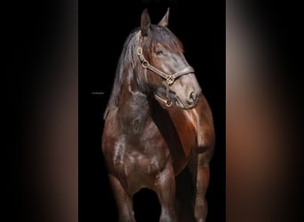 Noriker, Étalon, 1 Année, 150 cm, Noir
