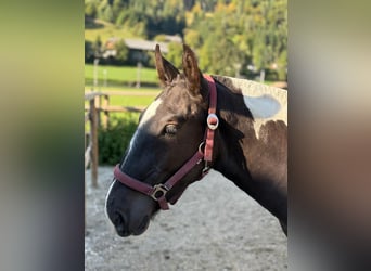 Noriker, Étalon, 1 Année, 150 cm, Pinto