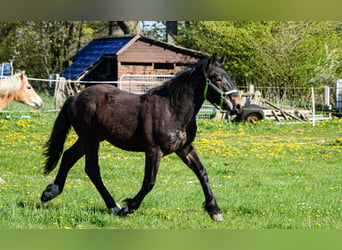 Noriker, Étalon, 1 Année, Bai brun