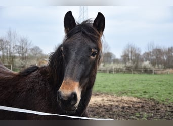 Noriker, Étalon, 1 Année, Bai brun