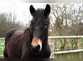 Noriker, Étalon, 1 Année, Bai brun
