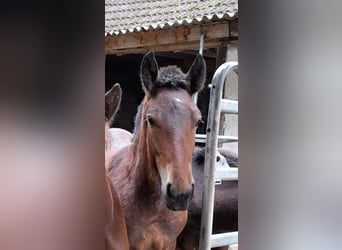 Noriker, Étalon, 1 Année, Bai