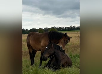 Noriker, Étalon, 1 Année, Bai