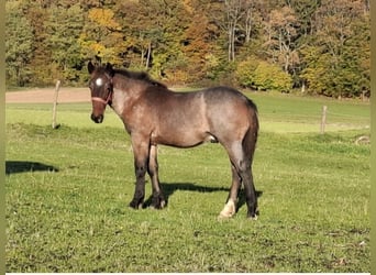 Noriker, Étalon, 1 Année