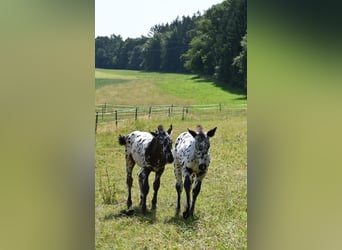 Noriker, Étalon, 1 Année