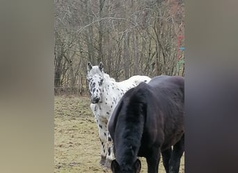 Noriker, Étalon, 1 Année, Léopard