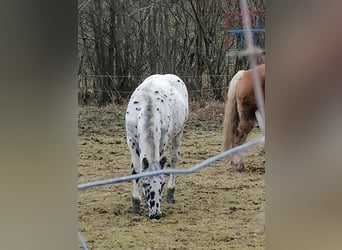 Noriker, Étalon, 1 Année, Léopard