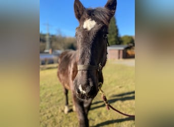 Noriker, Étalon, 1 Année, Noir