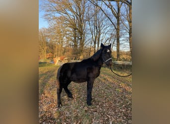 Noriker, Étalon, 1 Année, Noir