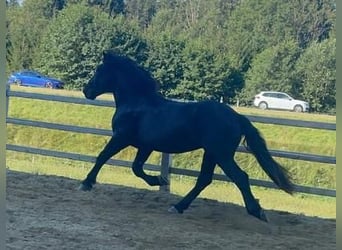 Noriker, Étalon, 2 Ans, 159 cm, Noir
