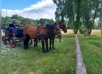 Noriker, Étalon, 3 Ans, 163 cm