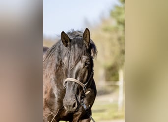 Noriker, Étalon, 3 Ans, 167 cm, Bai brun