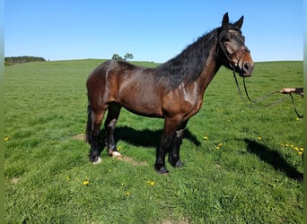 Noriker, Étalon, 3 Ans, 168 cm