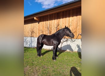 Noriker, Étalon, 3 Ans, Noir