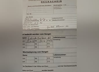 Noriker, Étalon, 6 Ans, 160 cm