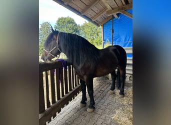 Noriker, Étalon, 6 Ans, 165 cm, Bai brun