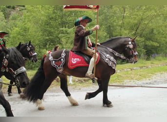 Noriker, Étalon, 9 Ans, 165 cm, Bai brun