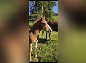 Noriker, Étalon, Poulain (04/2026), Alezan brûlé