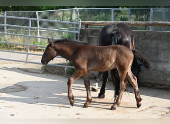 Noriker, Étalon, Poulain (04/2026)