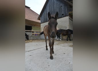 Noriker, Étalon, Poulain (04/2026)