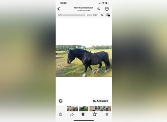 Noriker, Étalon, Poulain (04/2025), Léopard