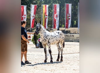 Noriker, Étalon, Poulain (03/2026), Léopard