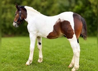 Noriker, Étalon, Poulain (04/2026), Pinto