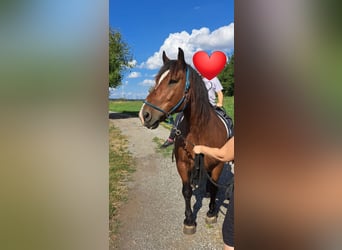 Noriker, Gelding, 10 years, 15,3 hh, Brown