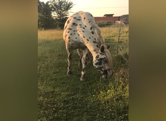Noriker, Gelding, 10 years, 15.3 hh, Leopard-Piebald
