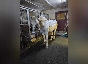 Noriker, Gelding, 10 years, 15,3 hh, Leopard-Piebald